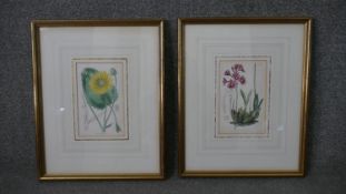 Two framed and glazed 19th century hand coloured engravings of two botanical studies, one orchid