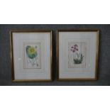 Two framed and glazed 19th century hand coloured engravings of two botanical studies, one orchid