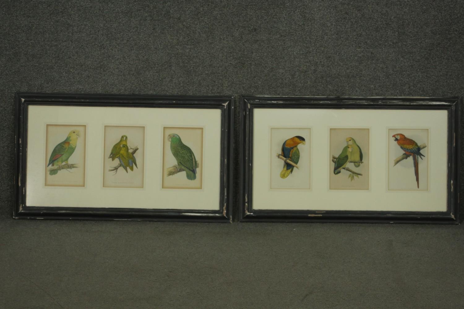 Two framed and glazed sets of three 19th century hand coloured engravings of parrot species, each