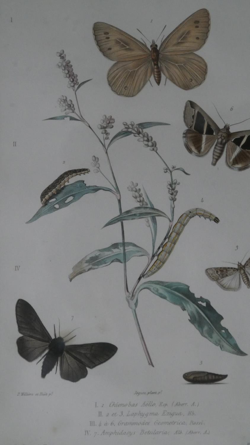 A set of eight 19th century hand coloured engraved plates of botanical studies with insect - Image 5 of 9