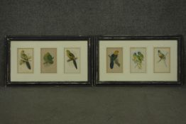 Two framed and glazed sets of three 19th century hand coloured engravings of parrot species, each