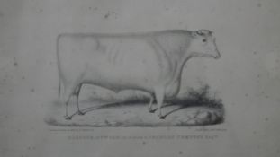 A collection of six 19th century hand painted engravings of various subjects, including cows and a