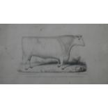 A collection of six 19th century hand painted engravings of various subjects, including cows and a