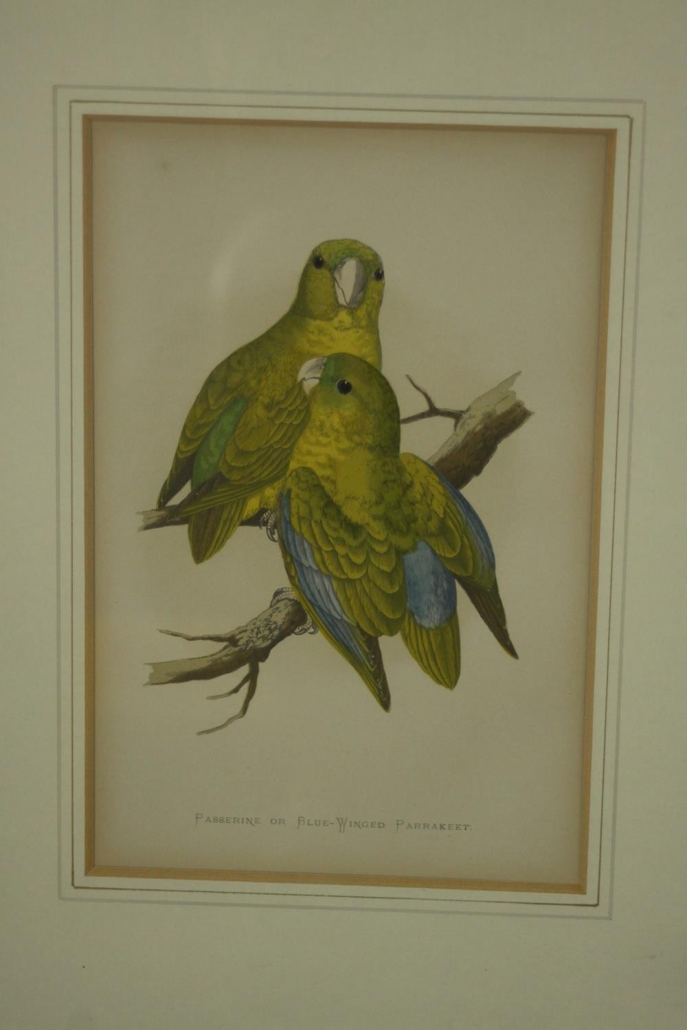 Two framed and glazed sets of three 19th century hand coloured engravings of parrot species, each - Image 3 of 10