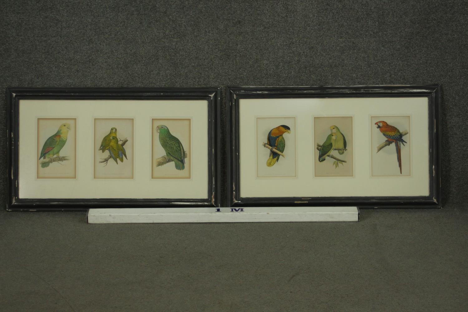 Two framed and glazed sets of three 19th century hand coloured engravings of parrot species, each - Image 2 of 10