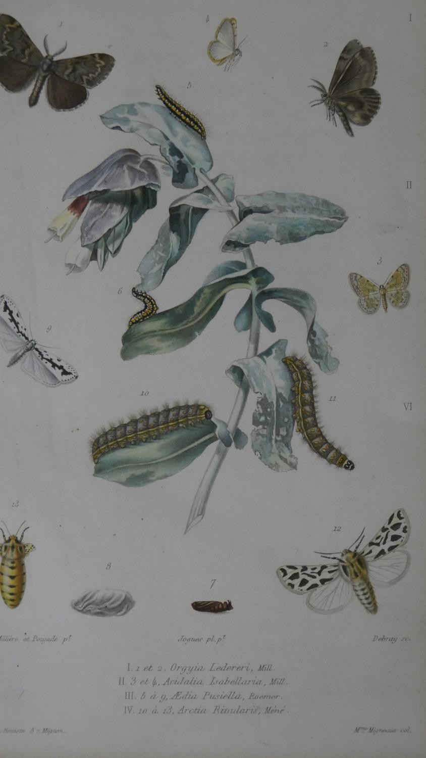 A set of eight 19th century hand coloured engraved plates of botanical studies with insect - Image 8 of 9