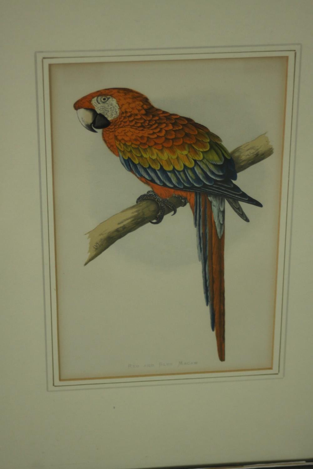 Two framed and glazed sets of three 19th century hand coloured engravings of parrot species, each - Image 9 of 10