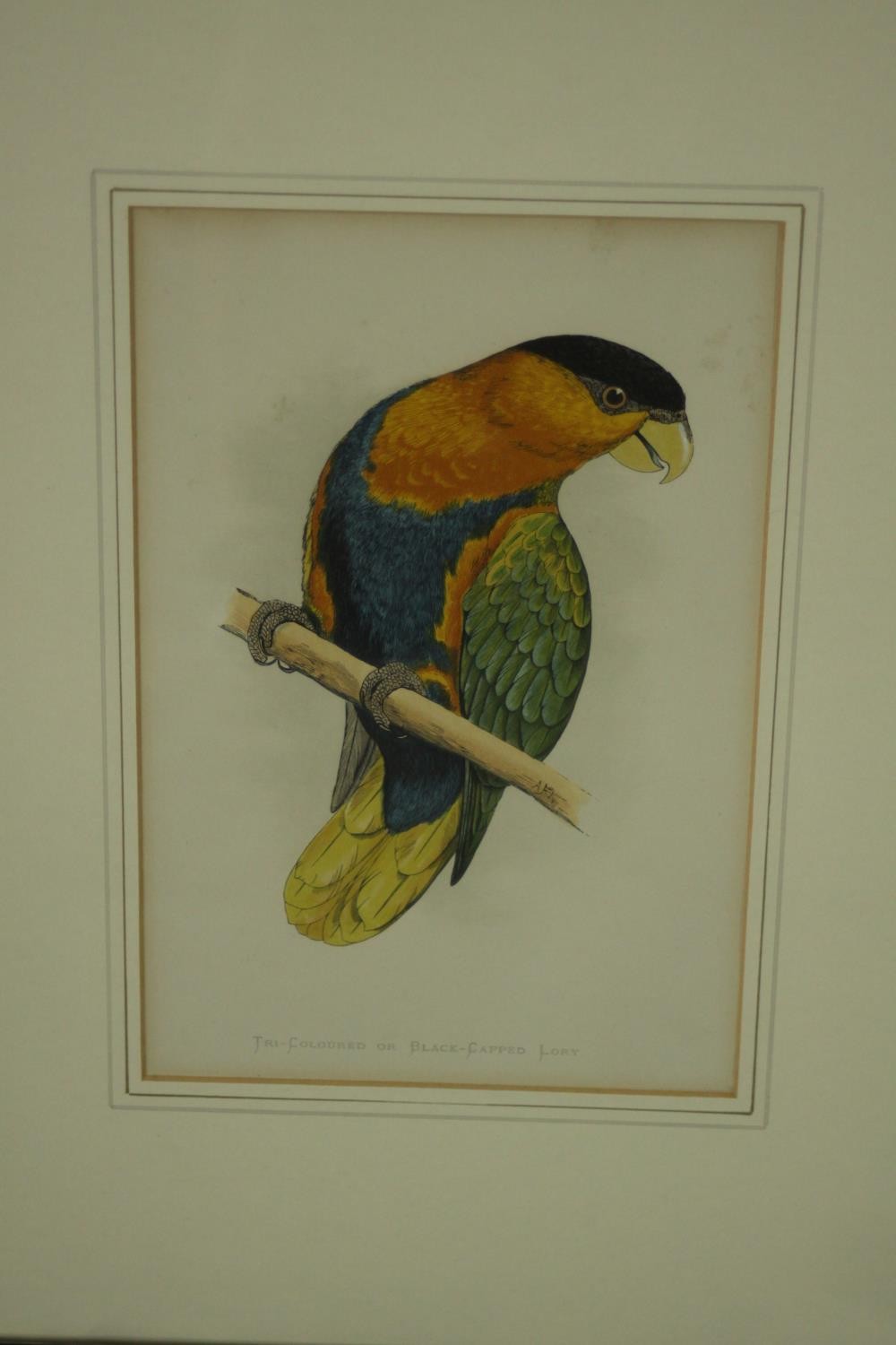 Two framed and glazed sets of three 19th century hand coloured engravings of parrot species, each - Image 7 of 10