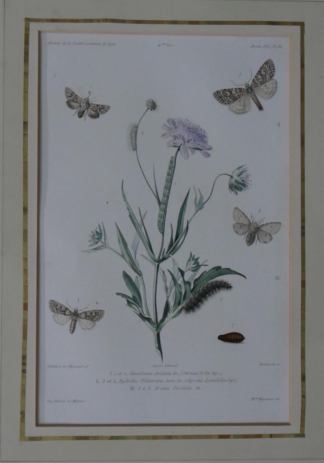 A set of eight 19th century hand coloured engraved plates of botanical studies with insect - Image 4 of 9