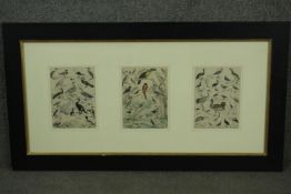 A framed and glazed triptych of 19th century hand coloured engravings of various species of tropical
