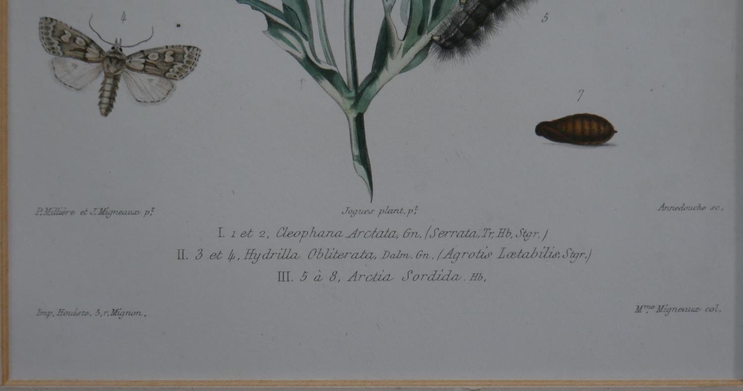 A set of eight 19th century hand coloured engraved plates of botanical studies with insect - Image 7 of 9