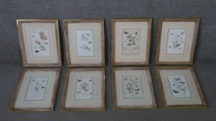 A set of eight 19th century hand coloured engraved plates of botanical studies with insect