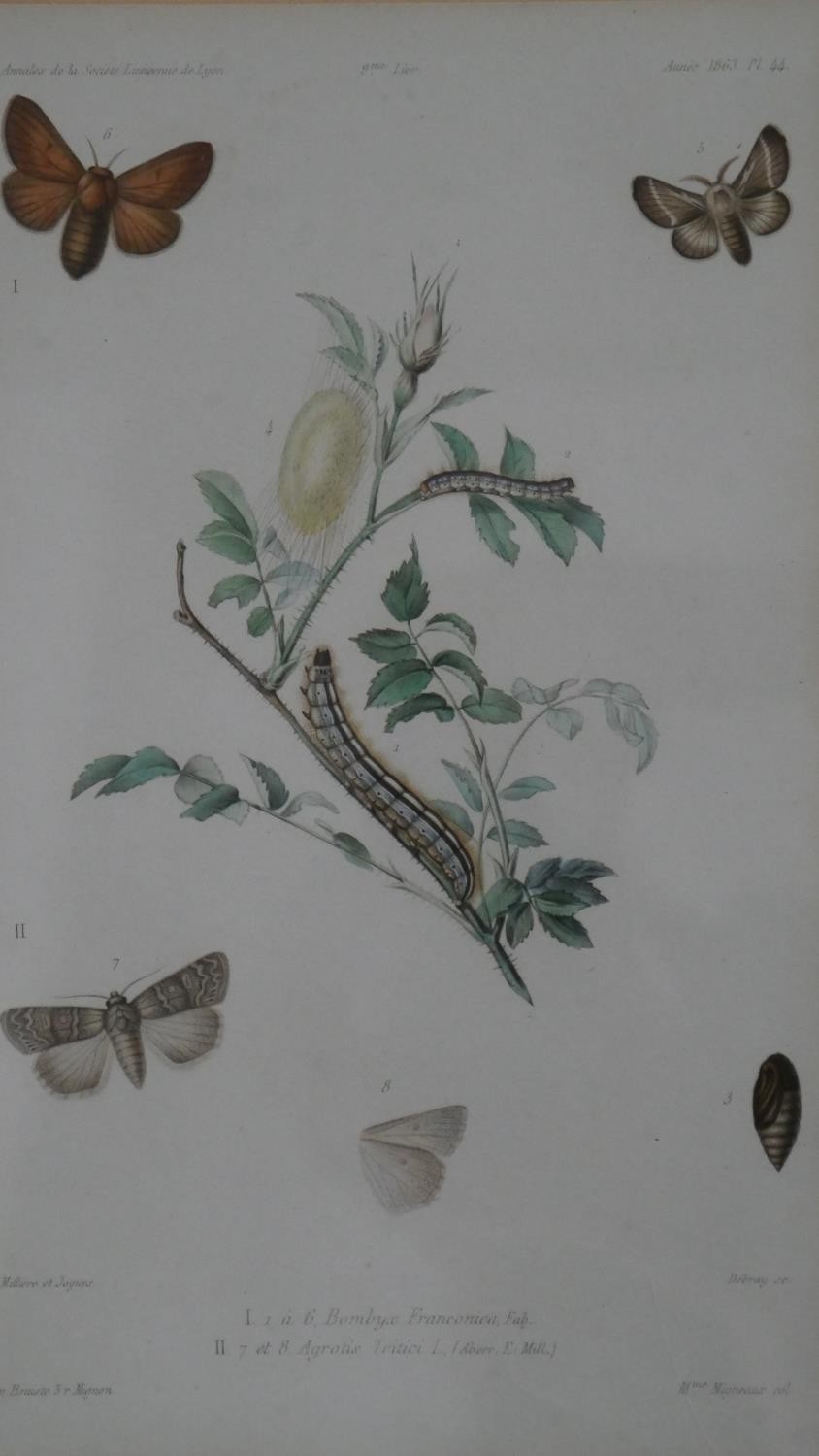 A set of eight 19th century hand coloured engraved plates of botanical studies with insect - Image 6 of 9