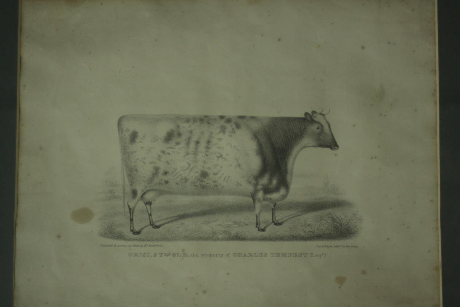 A collection of nine 19th century hand painted engravings of various subjects, including cows and - Image 10 of 11