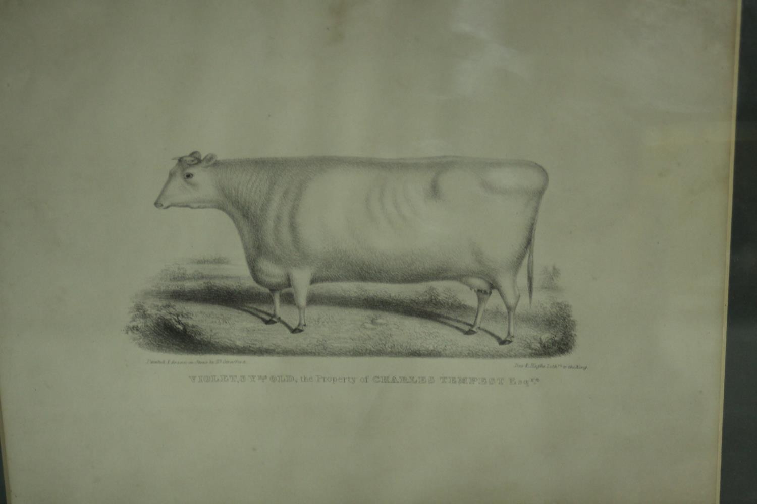 A collection of nine 19th century hand painted engravings of various subjects, including cows and - Image 11 of 11