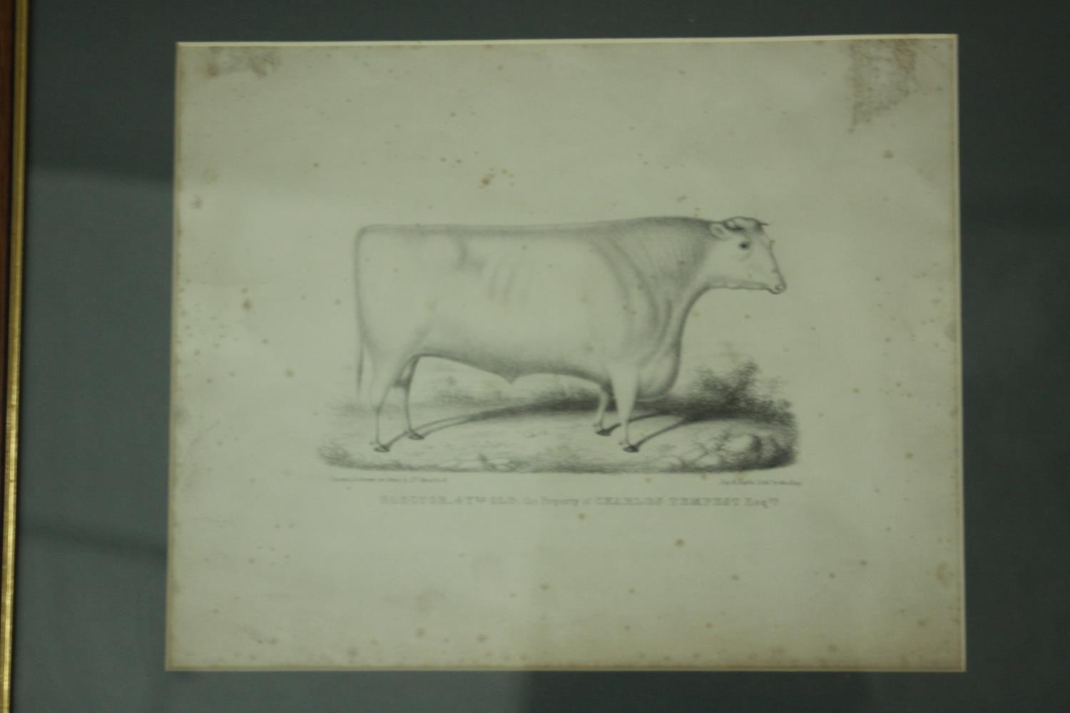 A collection of nine 19th century hand painted engravings of various subjects, including cows and - Image 9 of 11