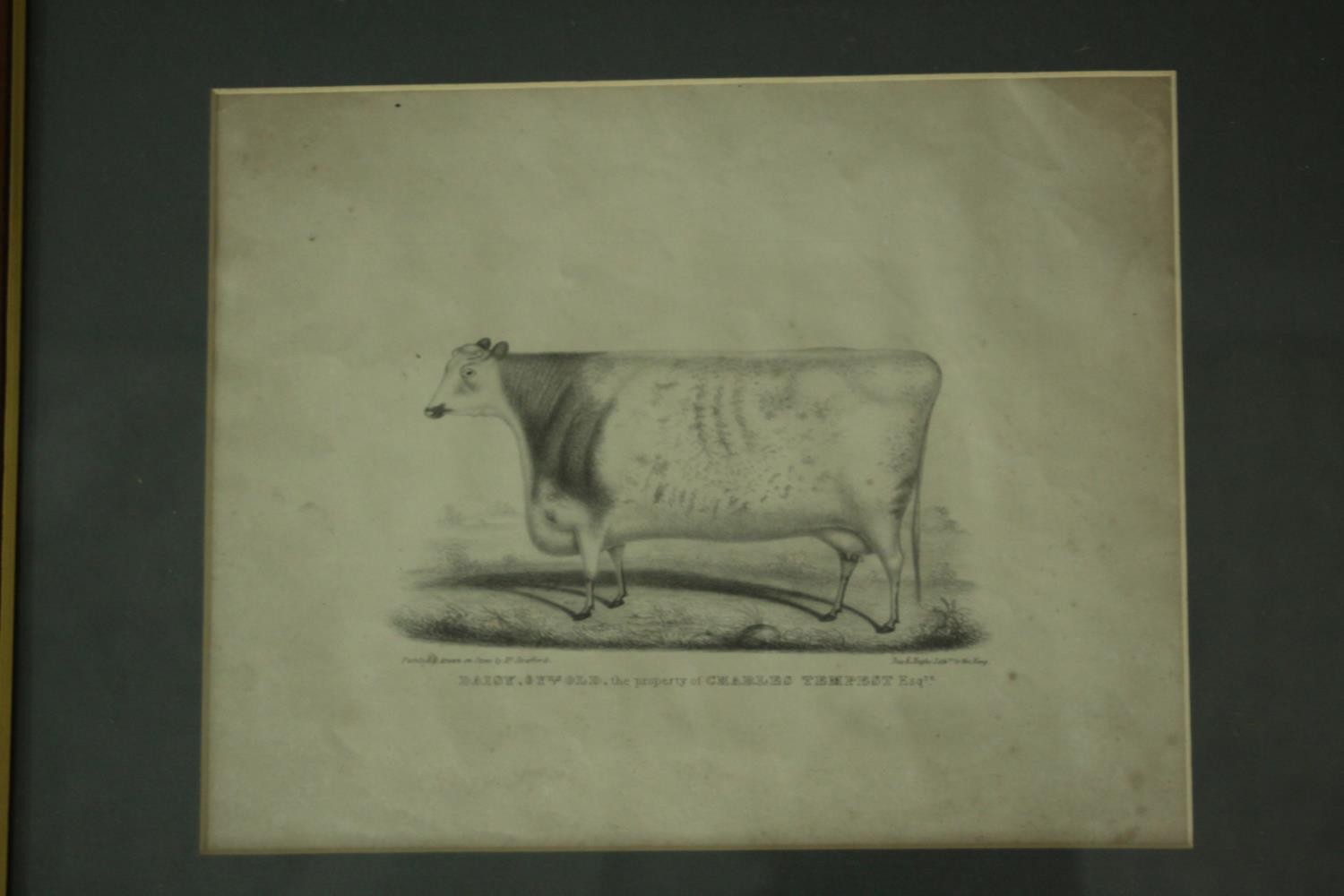 A collection of nine 19th century hand painted engravings of various subjects, including cows and - Image 5 of 11
