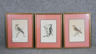 Three framed and glazed 19th century hand coloured engravings of various bird species. H.33 W.24cm