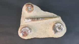 A large piece of limestone inlaid with three large fossilised ammonites and a belemnite. H.5 W.40