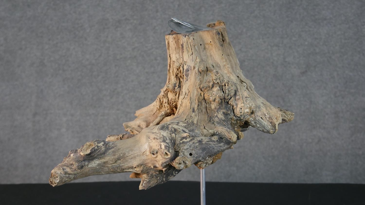 Three contemporary driftwood sculptures in various forms, each on a wooden base. H.52 W.26cm ( - Image 12 of 30