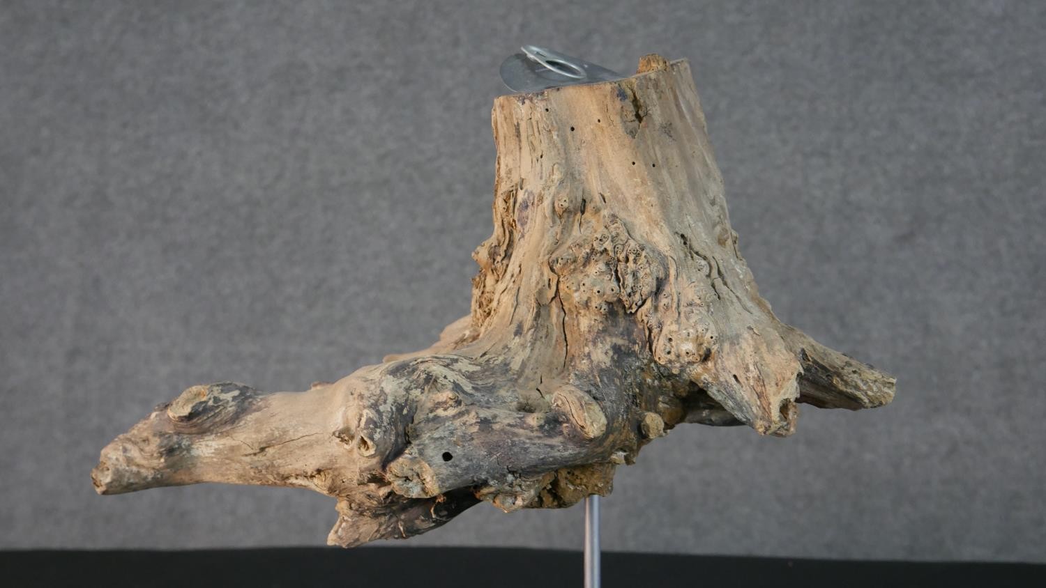 Three contemporary driftwood sculptures in various forms, each on a wooden base. H.52 W.26cm ( - Image 16 of 30