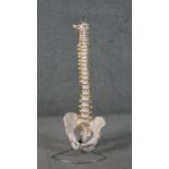 A medical model of the human spine and pelvis mounted on stand. H.81cm