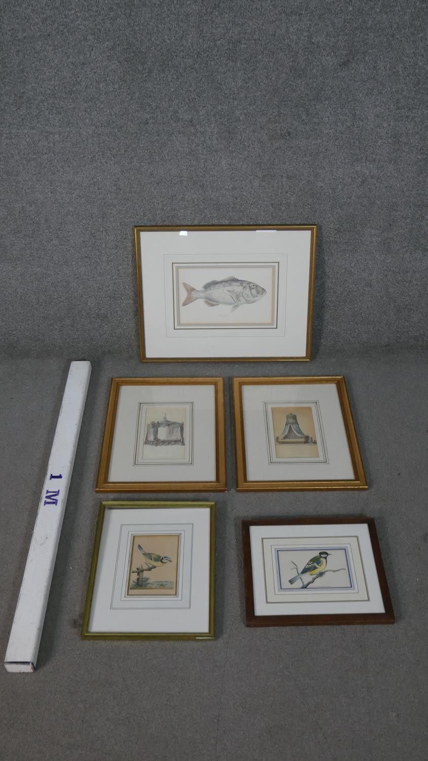 A collection of five 19th century hand coloured engravings, including a bird, a fish an two of - Image 2 of 9