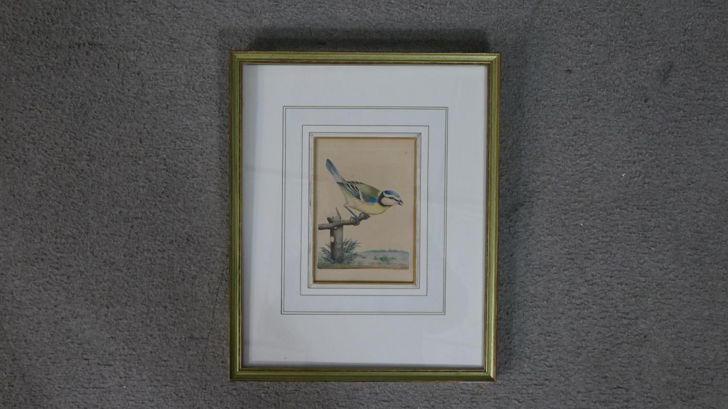 A collection of five 19th century hand coloured engravings, including a bird, a fish an two of - Image 5 of 9