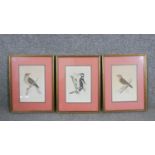 Three framed and glazed 19th century hand coloured engravings of various bird species. H.33 W.24cm