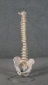 A medical model of the human spine and pelvis mounted on stand. H.81cm