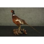 A taxidermy pheasant, standing on a section of root. H.45 W.50 D.23cm.
