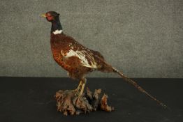 A taxidermy pheasant, standing on a section of root. H.45 W.50 D.23cm.