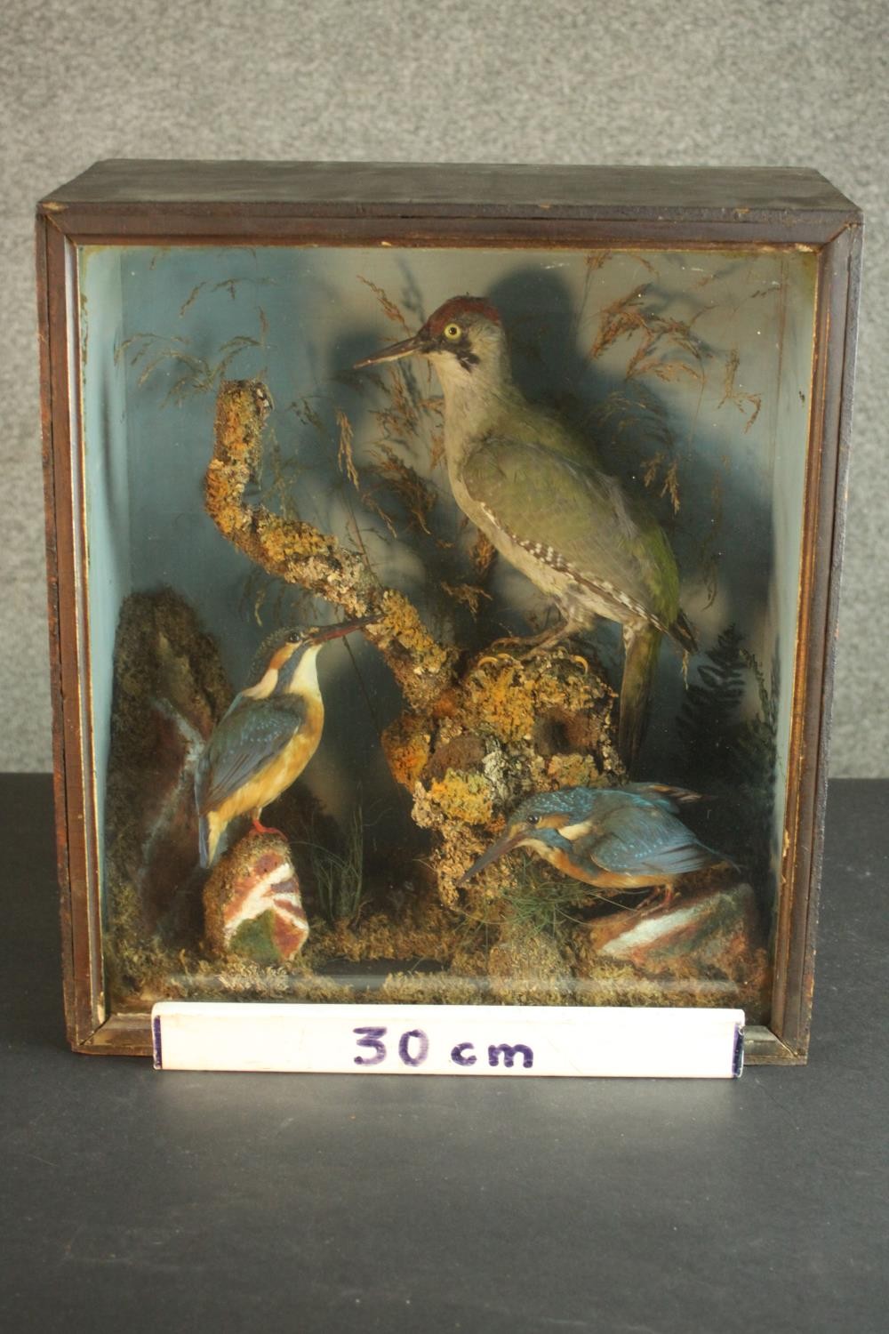 A Victorian or Edwardian taxidermy diorama with two kingfishers and a green woodpecker in a - Image 2 of 7