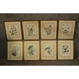 A set of eight framed and glazed 19th century hand coloured engravings of moths, butterflies and
