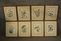 A set of eight framed and glazed 19th century hand coloured engravings of moths, butterflies and