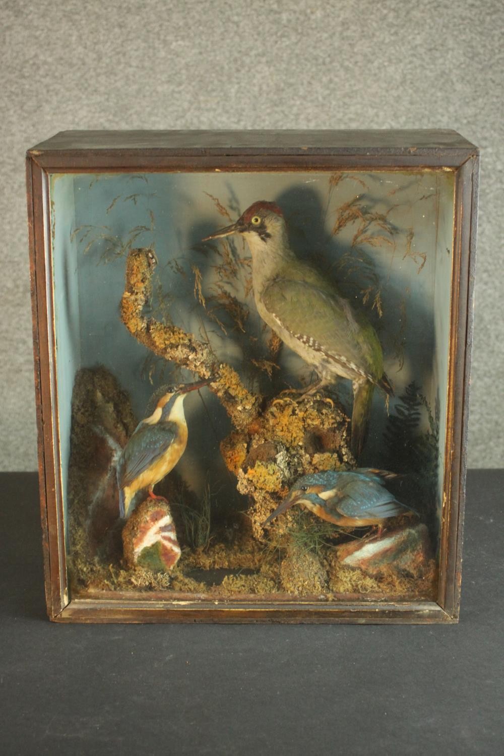 A Victorian or Edwardian taxidermy diorama with two kingfishers and a green woodpecker in a