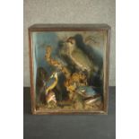 A Victorian or Edwardian taxidermy diorama with two kingfishers and a green woodpecker in a