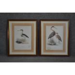 Two framed and glazed 19th century hand coloured engravings of birds, Purple Heron and Little