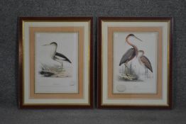 Two framed and glazed 19th century hand coloured engravings of birds, Purple Heron and Little