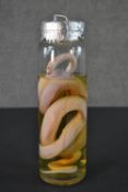 A pickled albino snake in a jar. H.32 Diam.10cm