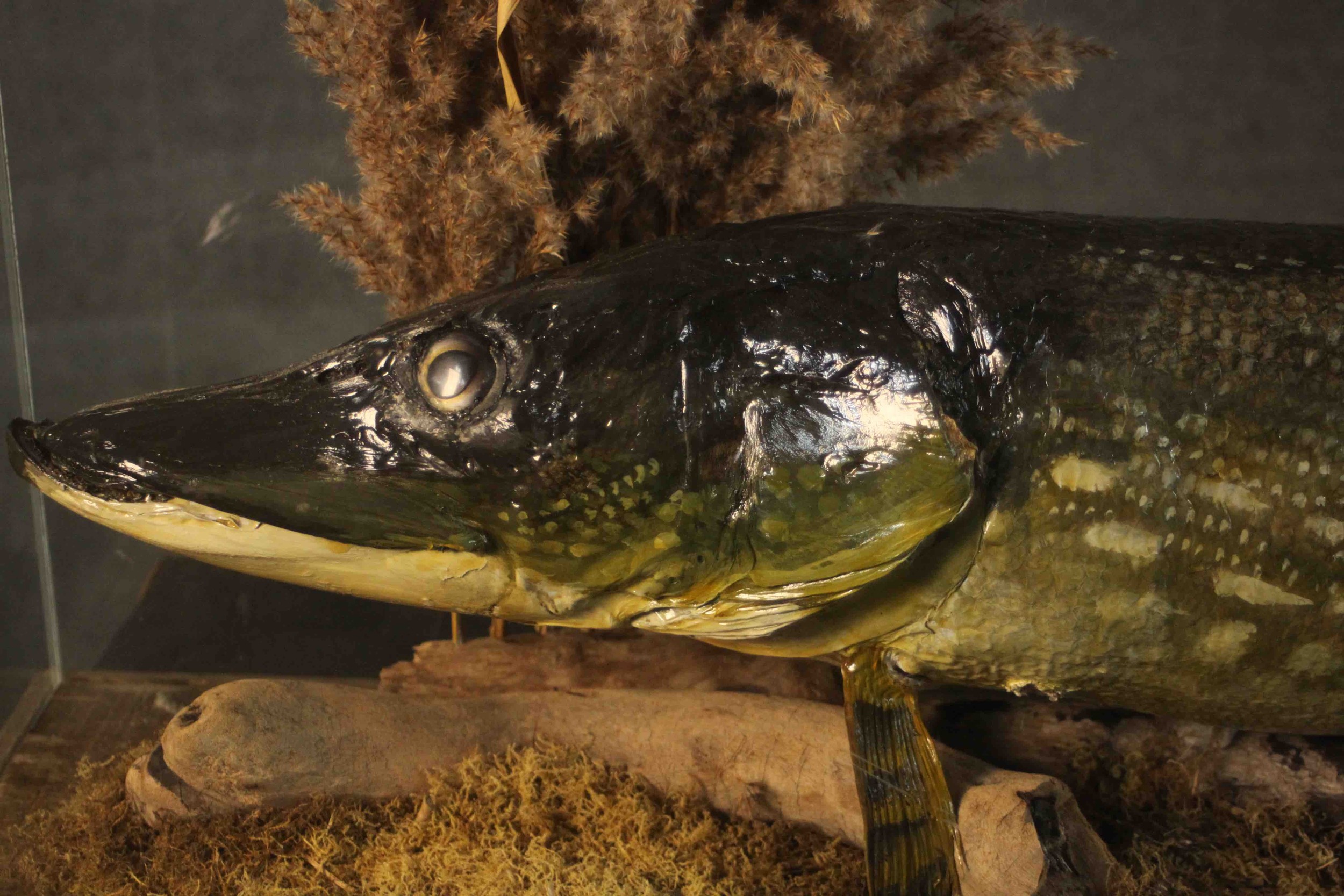 A taxidermy pike in a naturalistic setting within a display case, on a pine base. H.37 W.120 D.37cm. - Bild 5 aus 8