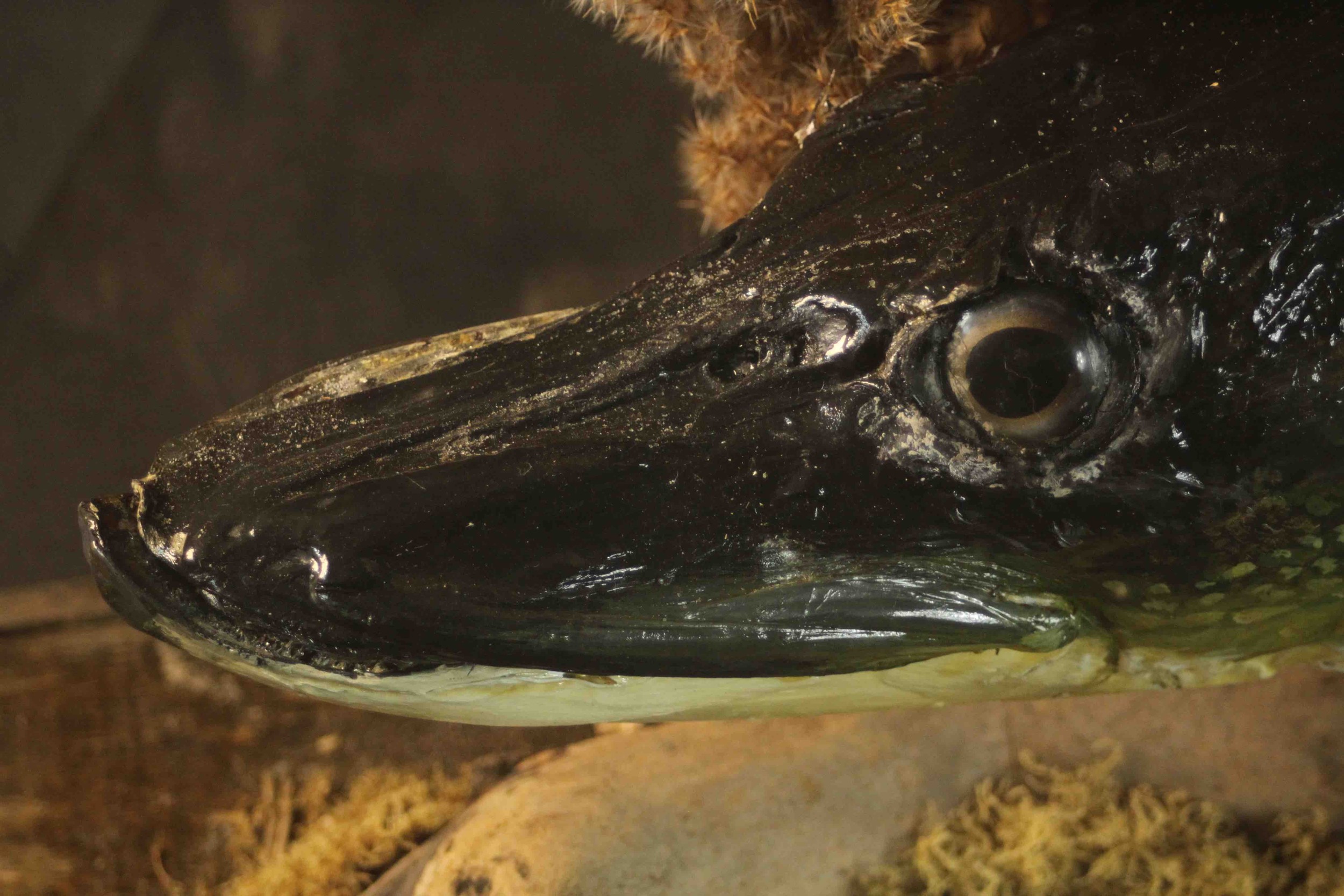 A taxidermy pike in a naturalistic setting within a display case, on a pine base. H.37 W.120 D.37cm. - Bild 8 aus 8