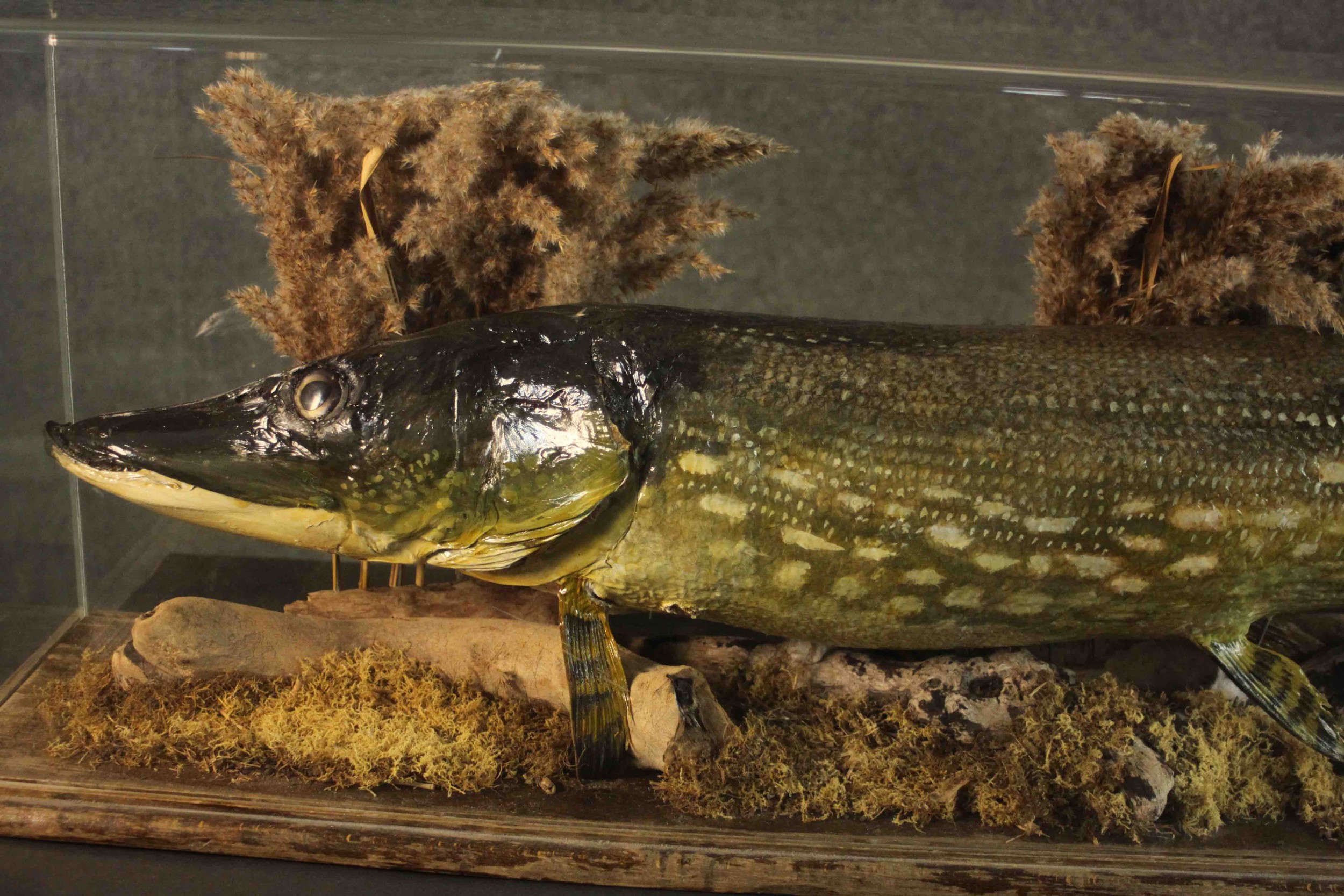 A taxidermy pike in a naturalistic setting within a display case, on a pine base. H.37 W.120 D.37cm. - Bild 3 aus 8