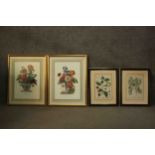 Four framed and glazed hand coloured engravings of plants and flowers, including two vases of