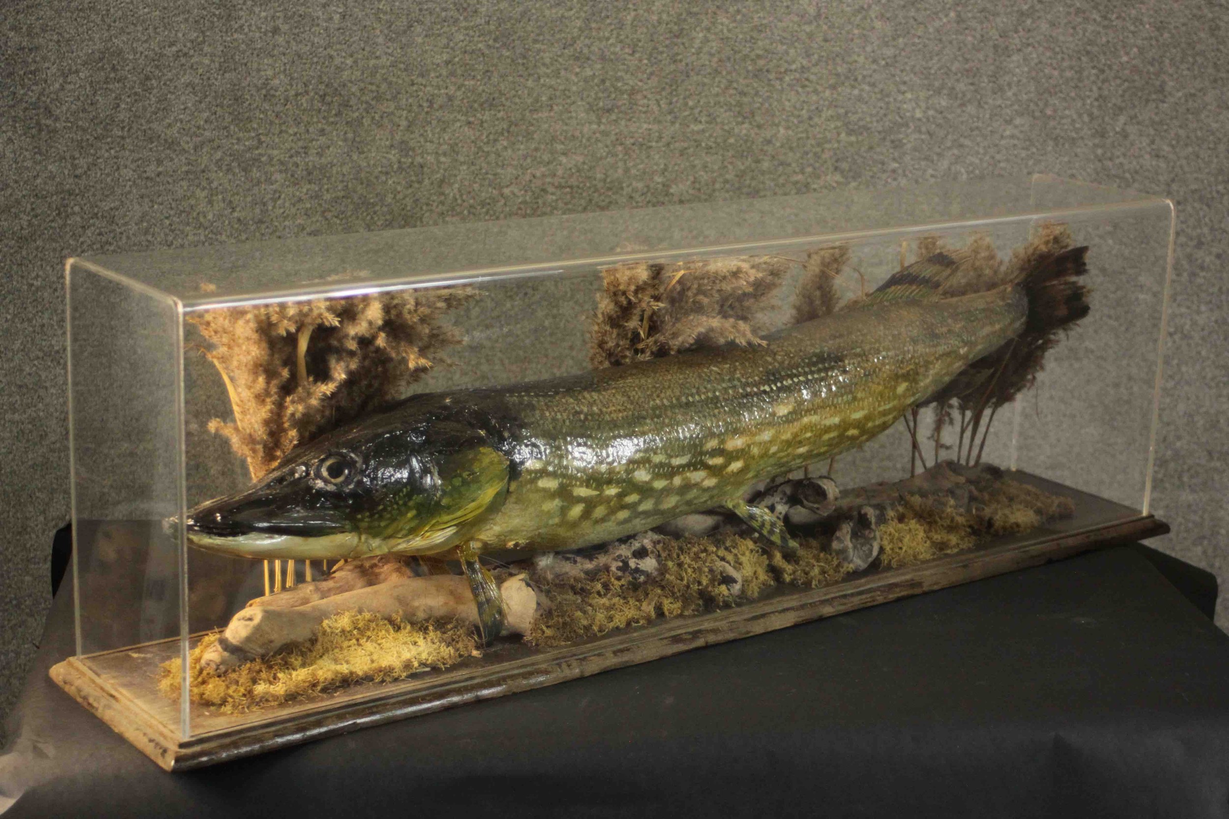 A taxidermy pike in a naturalistic setting within a display case, on a pine base. H.37 W.120 D.37cm. - Bild 6 aus 8