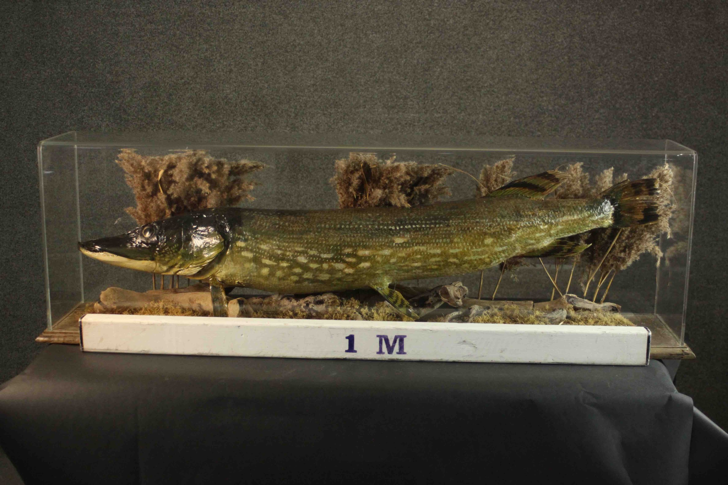 A taxidermy pike in a naturalistic setting within a display case, on a pine base. H.37 W.120 D.37cm. - Bild 2 aus 8