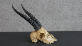 An early 20th century antelope skull and horns. H.22 W.15cm
