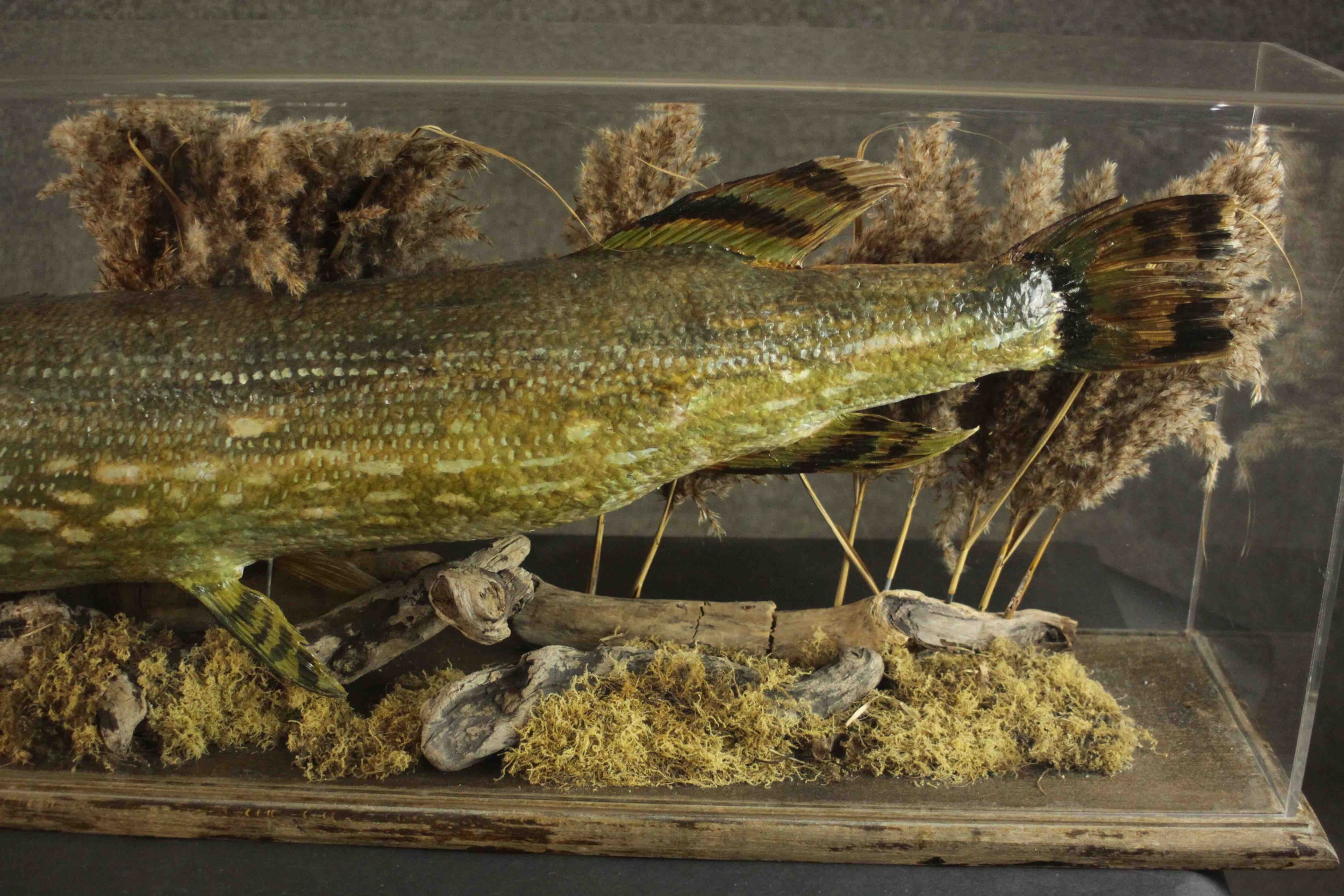 A taxidermy pike in a naturalistic setting within a display case, on a pine base. H.37 W.120 D.37cm. - Bild 4 aus 8