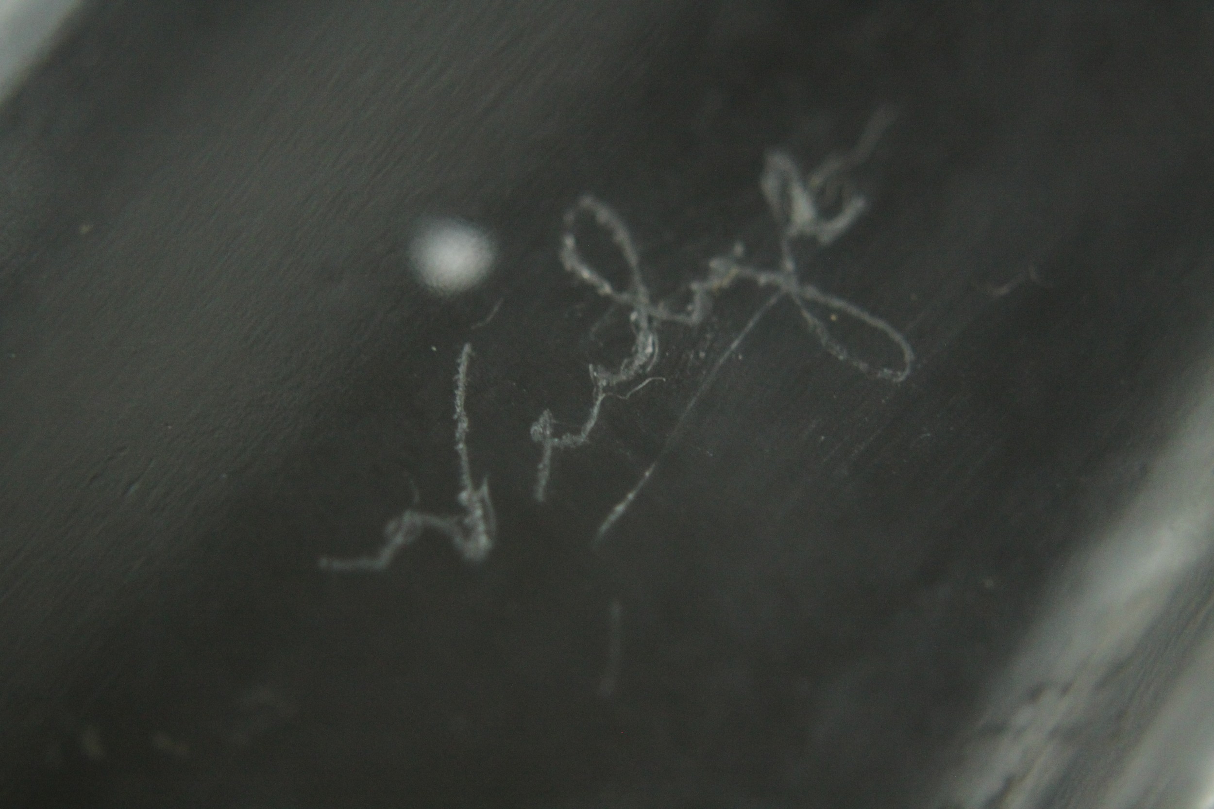 A French Verlys frosted glass bowl with two doves, signed to base. H.12 W.32 D.8cm. - Image 7 of 8