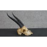 An early 20th century antelope skull and horns. H.22 W.15cm